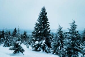 A peaceful winter scene showcasing a snow-covered pine forest under a soft, cool sky.