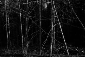 Black and white of dry trees with rough wavy trunks growing on land in woods